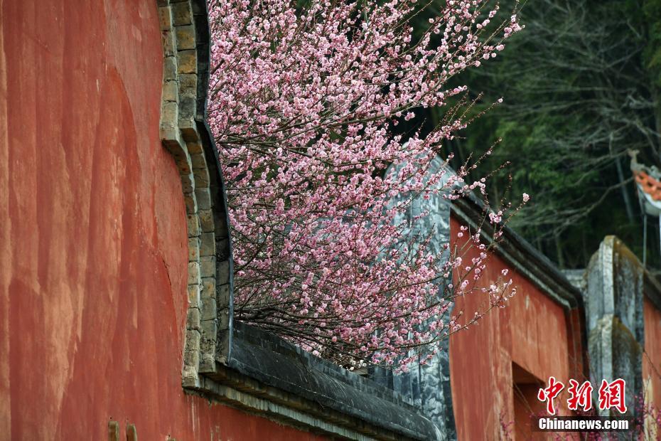 冬日里的暖色調 福州千年古剎梅花盛開(kāi)