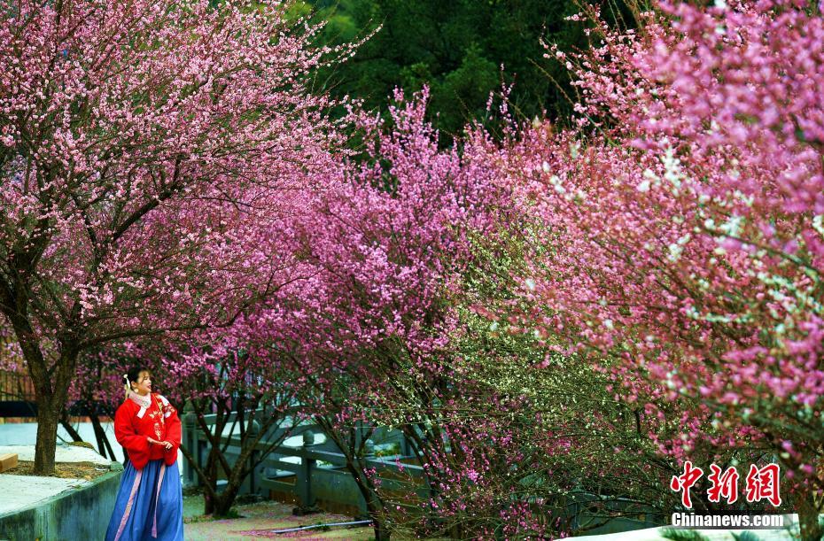 冬日里的暖色調 福州千年古剎梅花盛開(kāi)